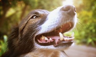 Head-and shoulders portrait of Border Collie